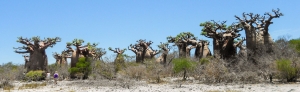 Discover the Scenic and Fascinating Baobab Coast of Madagascar with Madagascar Tours Guide
