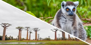 Madagascar Wildlife Tours with Madagascar Tours Guide: A Guide for Nature Lovers